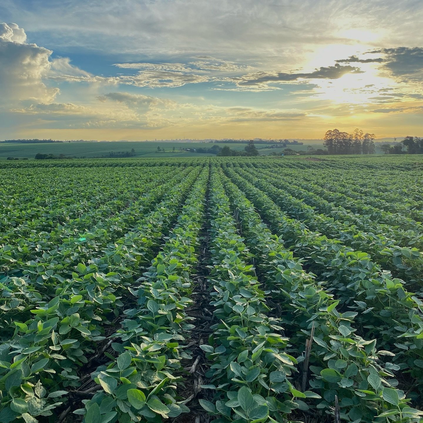 Resultado na lavoura